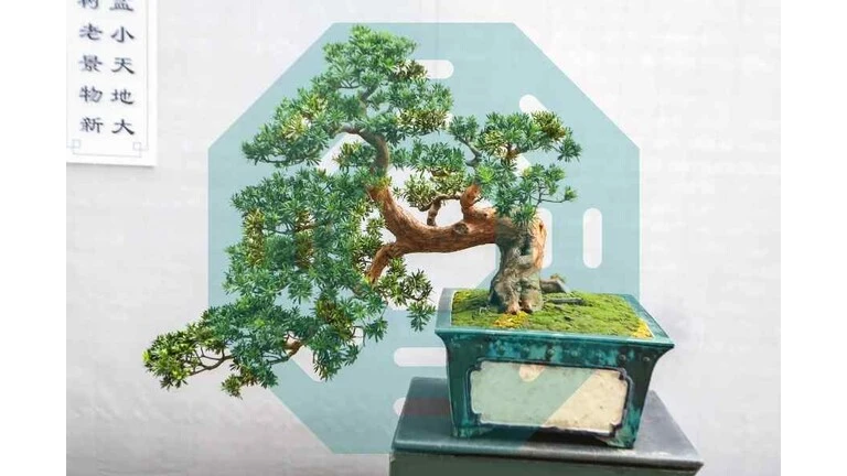 Bonsai v kvetináči